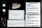 Foto (Objekt + Etikett) von Cracensigillatus gracilirostrus (Robins et al., 2013)  (NHMW-GEO-2014-0194-0735)
